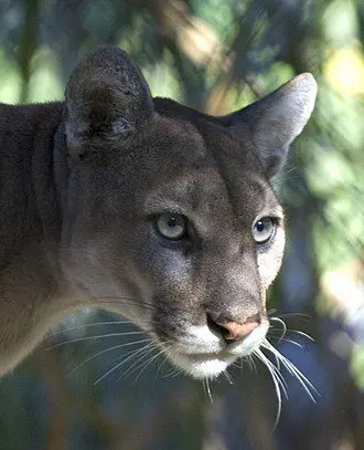 330px Everglades National Park Florida Panther