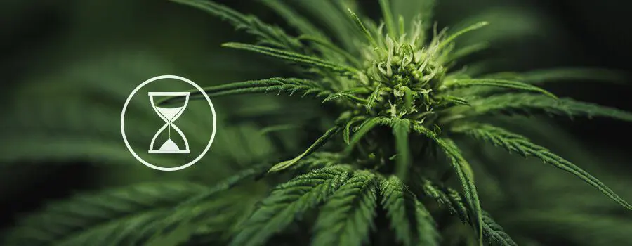 Weed Time