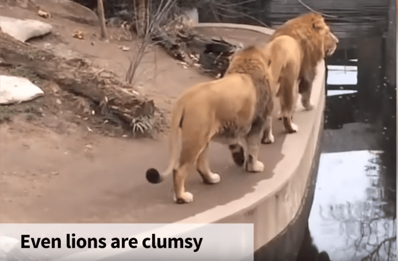 Top Viral Videos for 2018