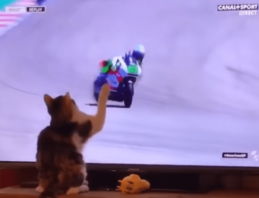 Top Viral Videos for 2019 1