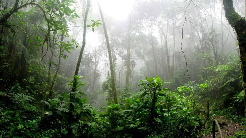 amazon branches dawn 975771 scaled