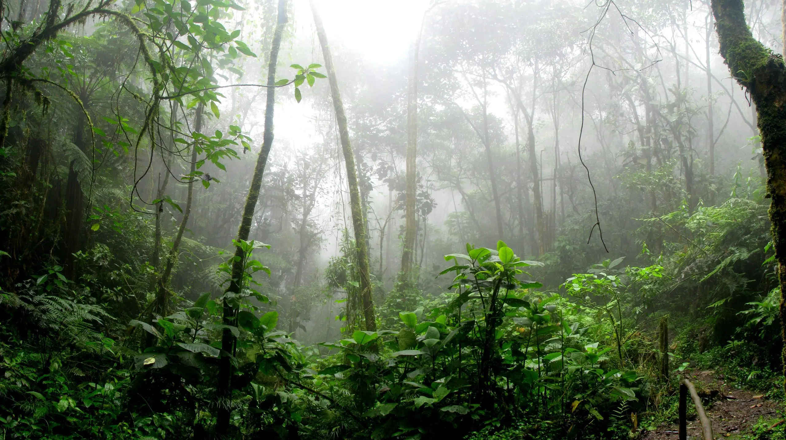amazon branches dawn 975771 scaled