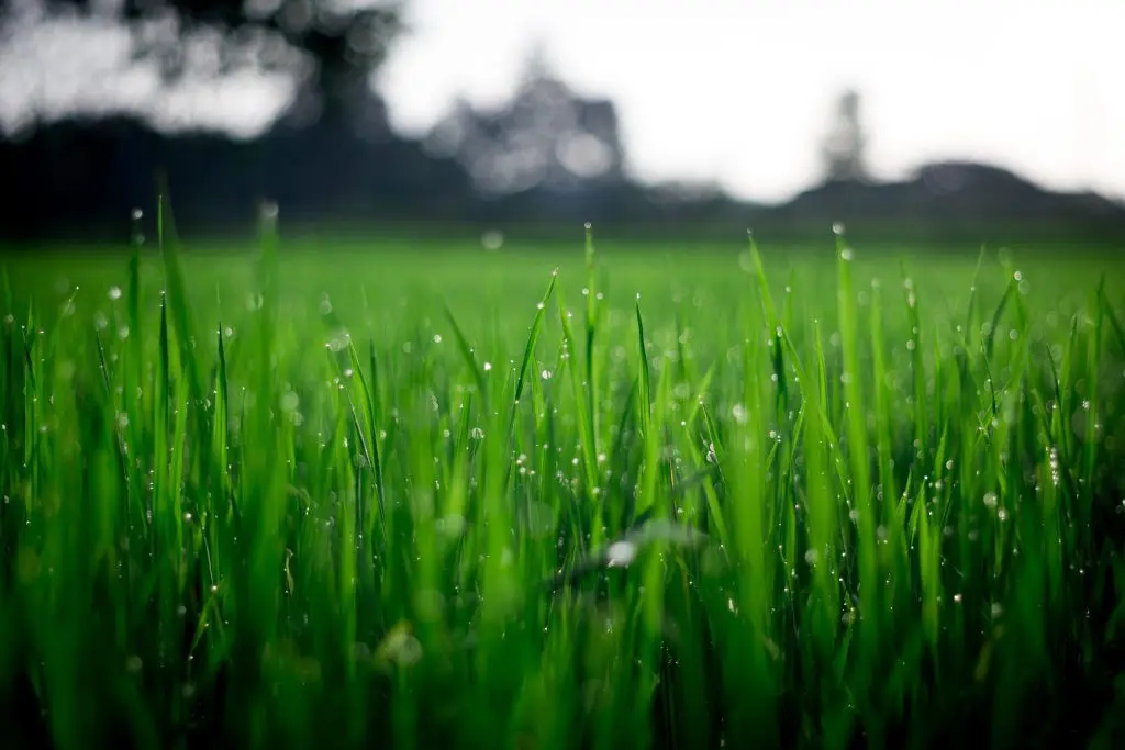 blade blur dew 212324 scaled