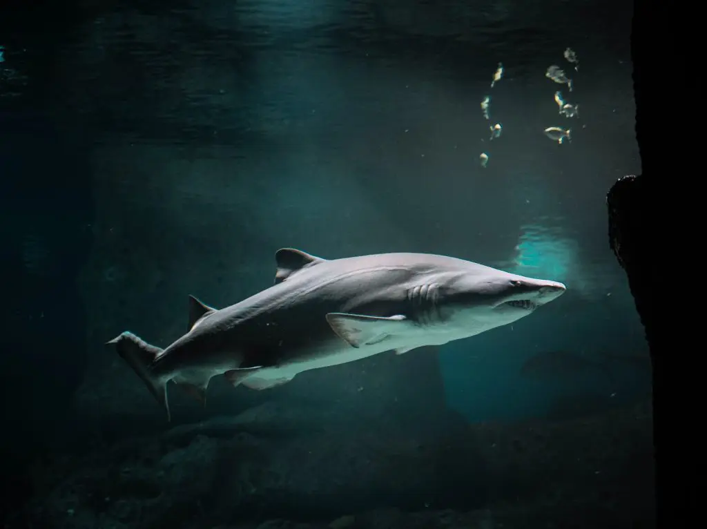 animal aquarium aquatic 2747248 scaled