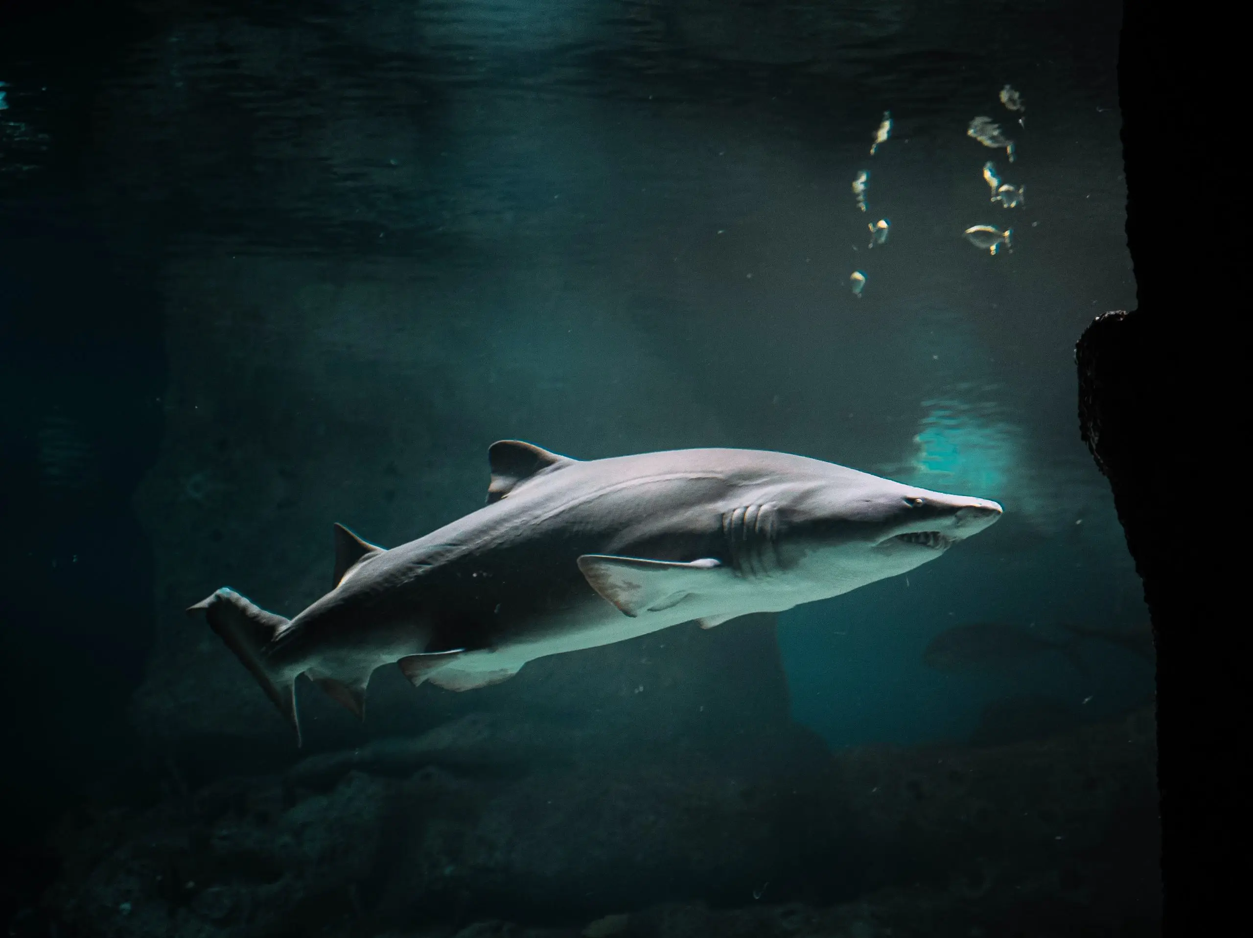 animal aquarium aquatic 2747248 scaled