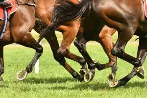 Thoroughbred Horse Racing
