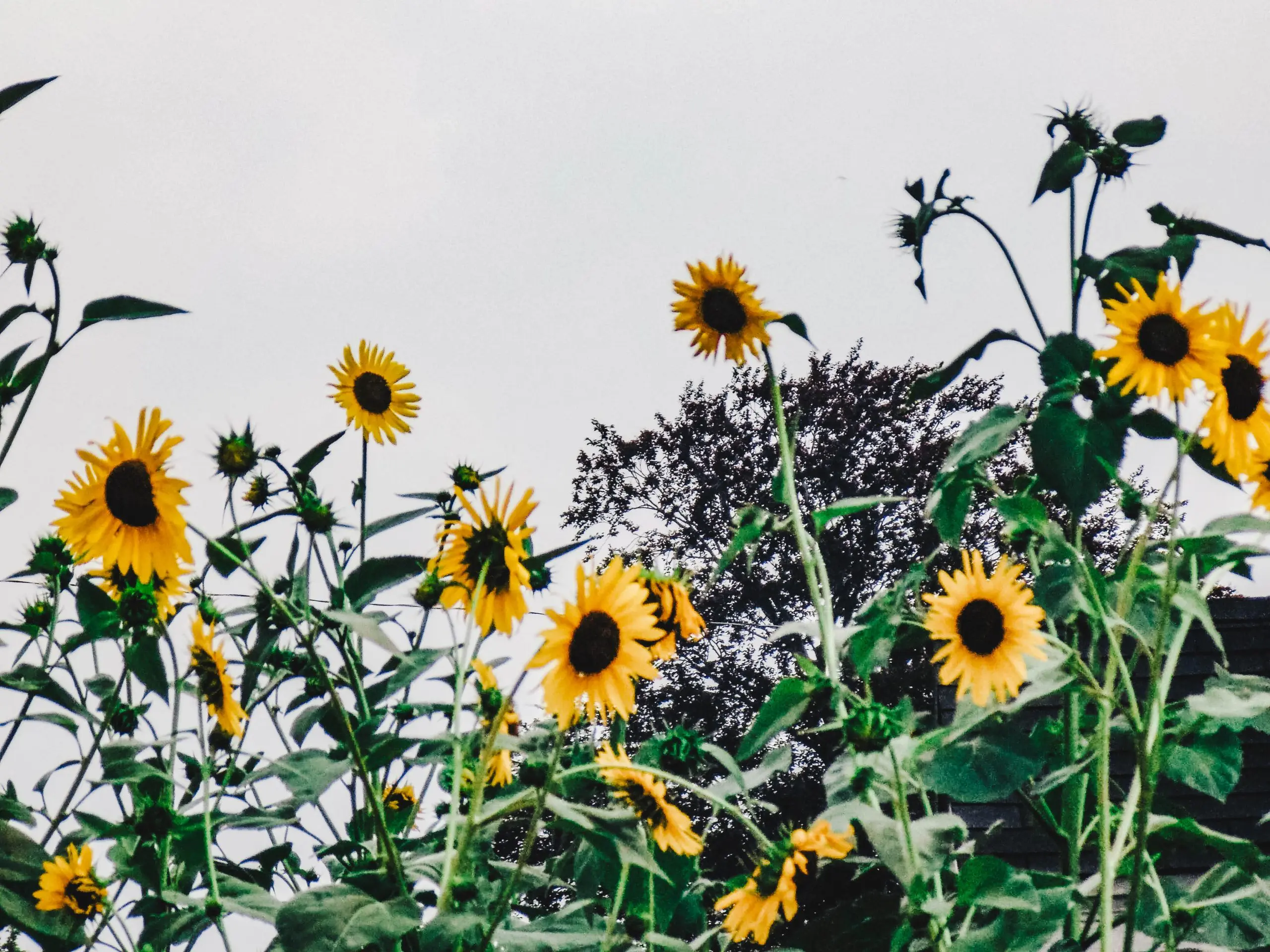 honey yanibel minaya cruz qnBR37jm7xM unsplash scaled
