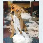 dog toilet paper