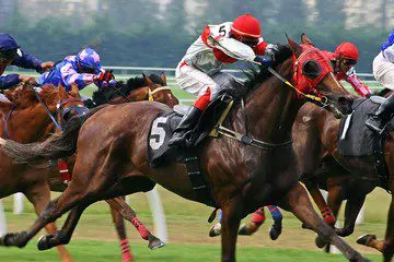 Gulfstream Thoroughbred