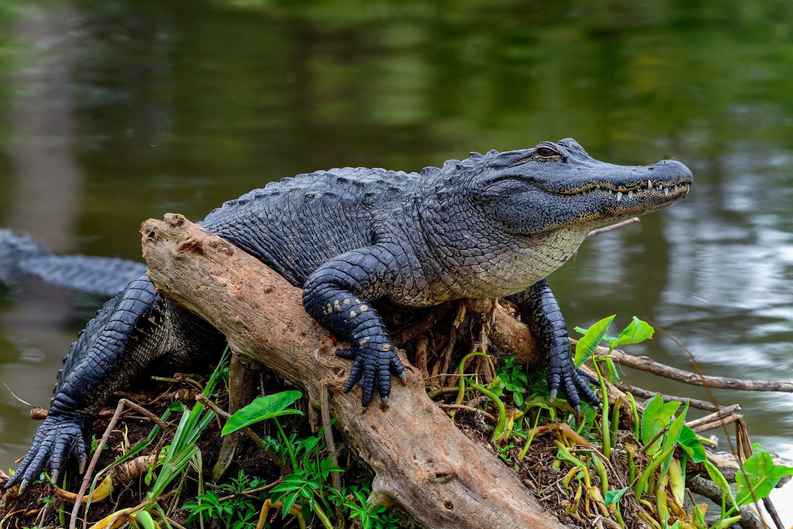 AdobeStock 77007154 scaled