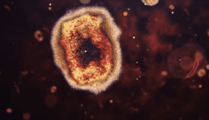 Vibrio Vulnificus