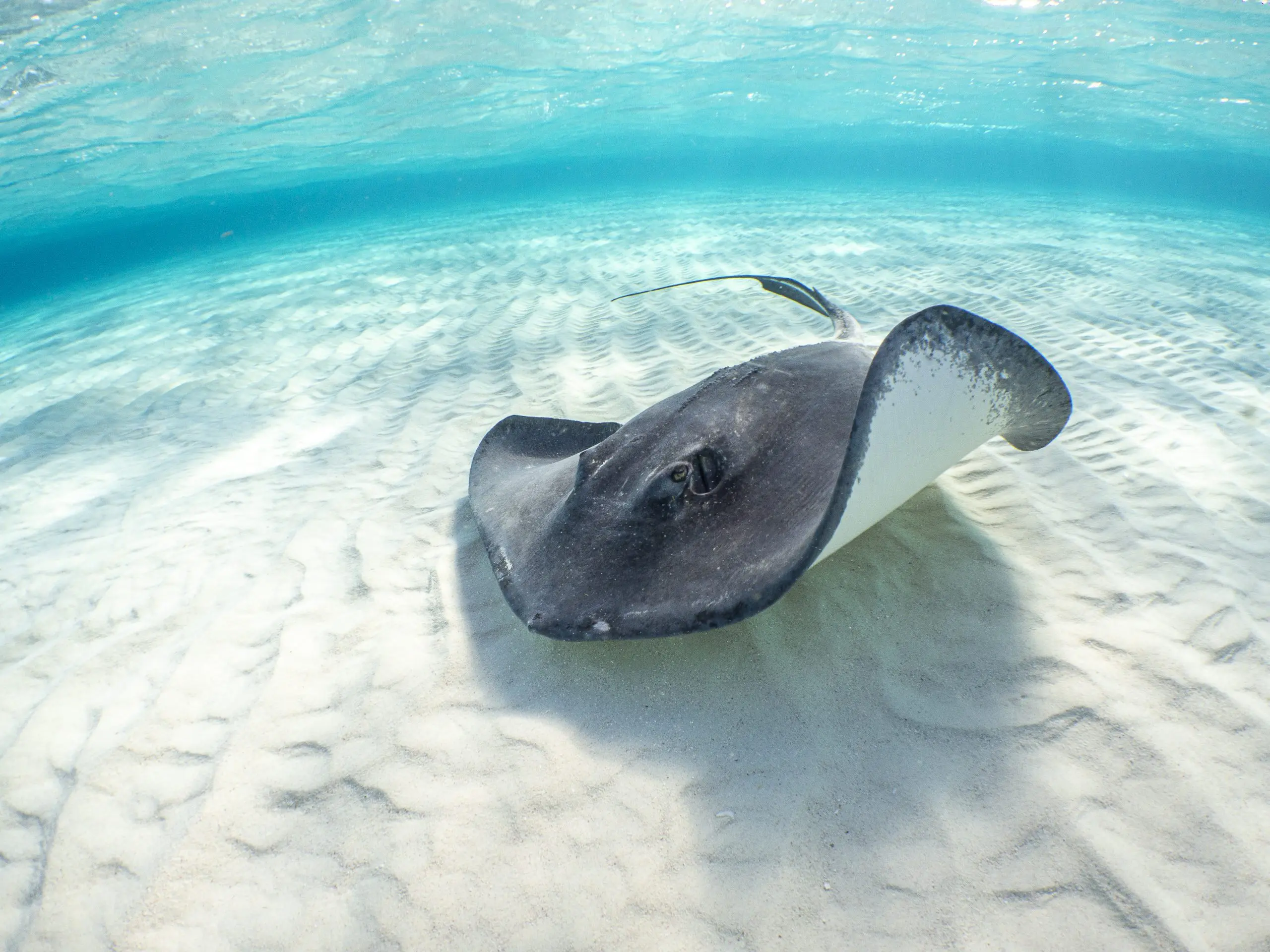 Beautiful shot of a stingray swimming blue water