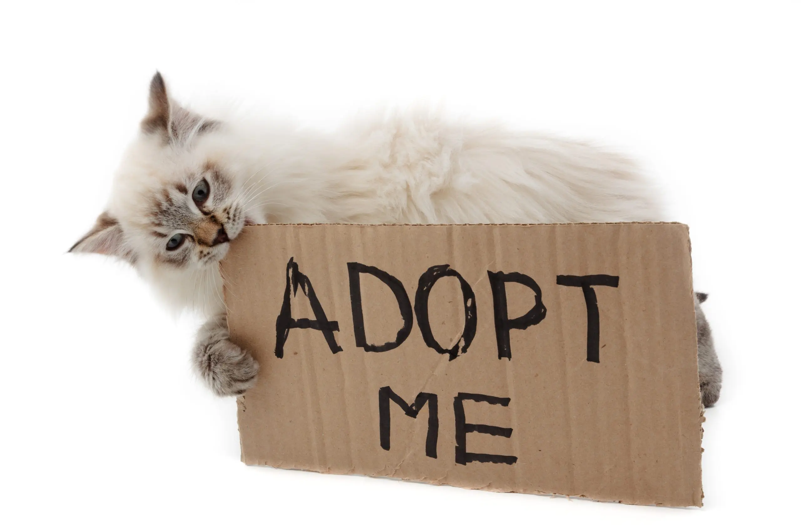 Pet adoption