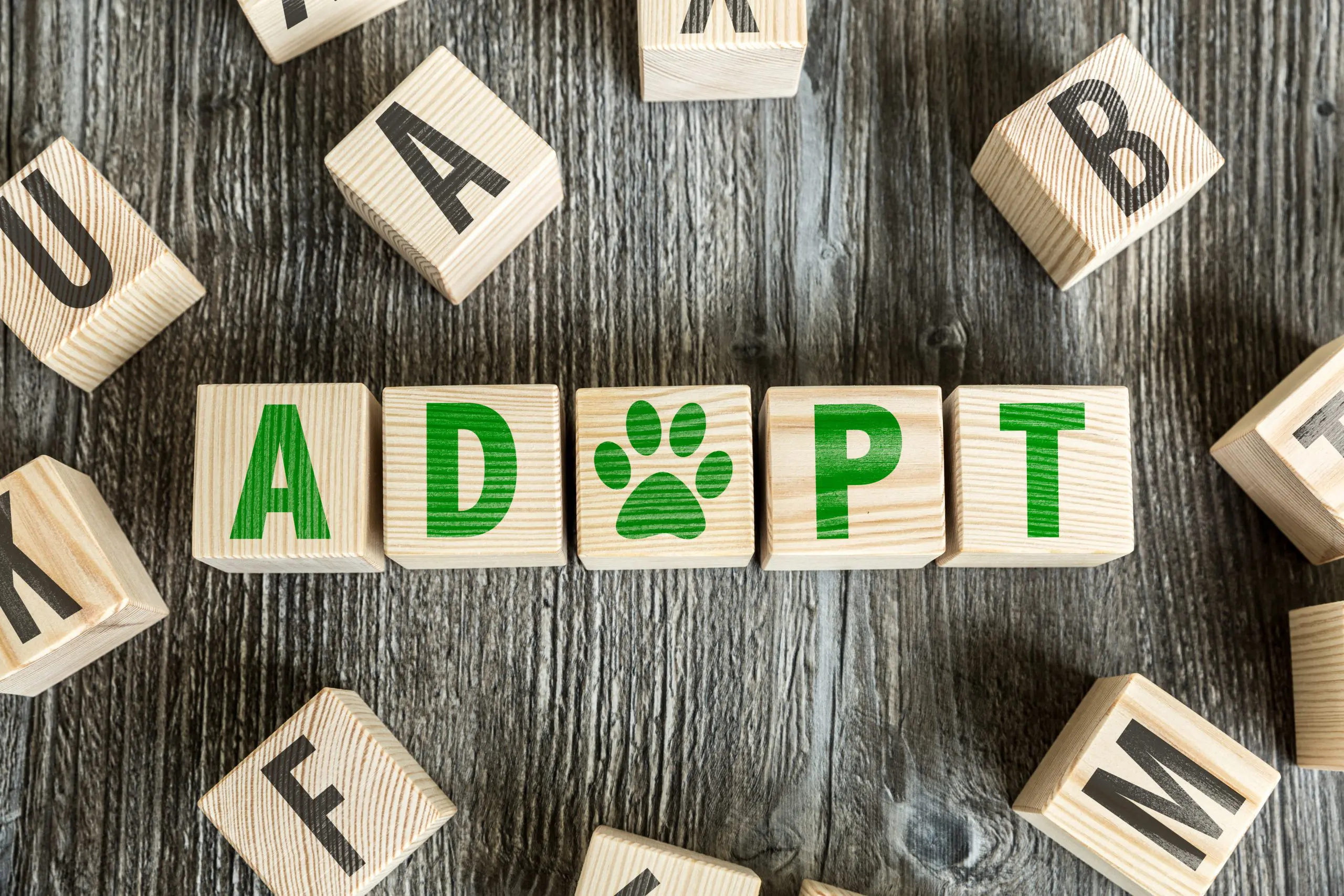 adopting animals