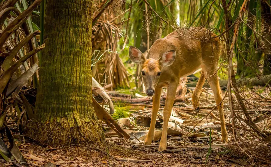 Deer