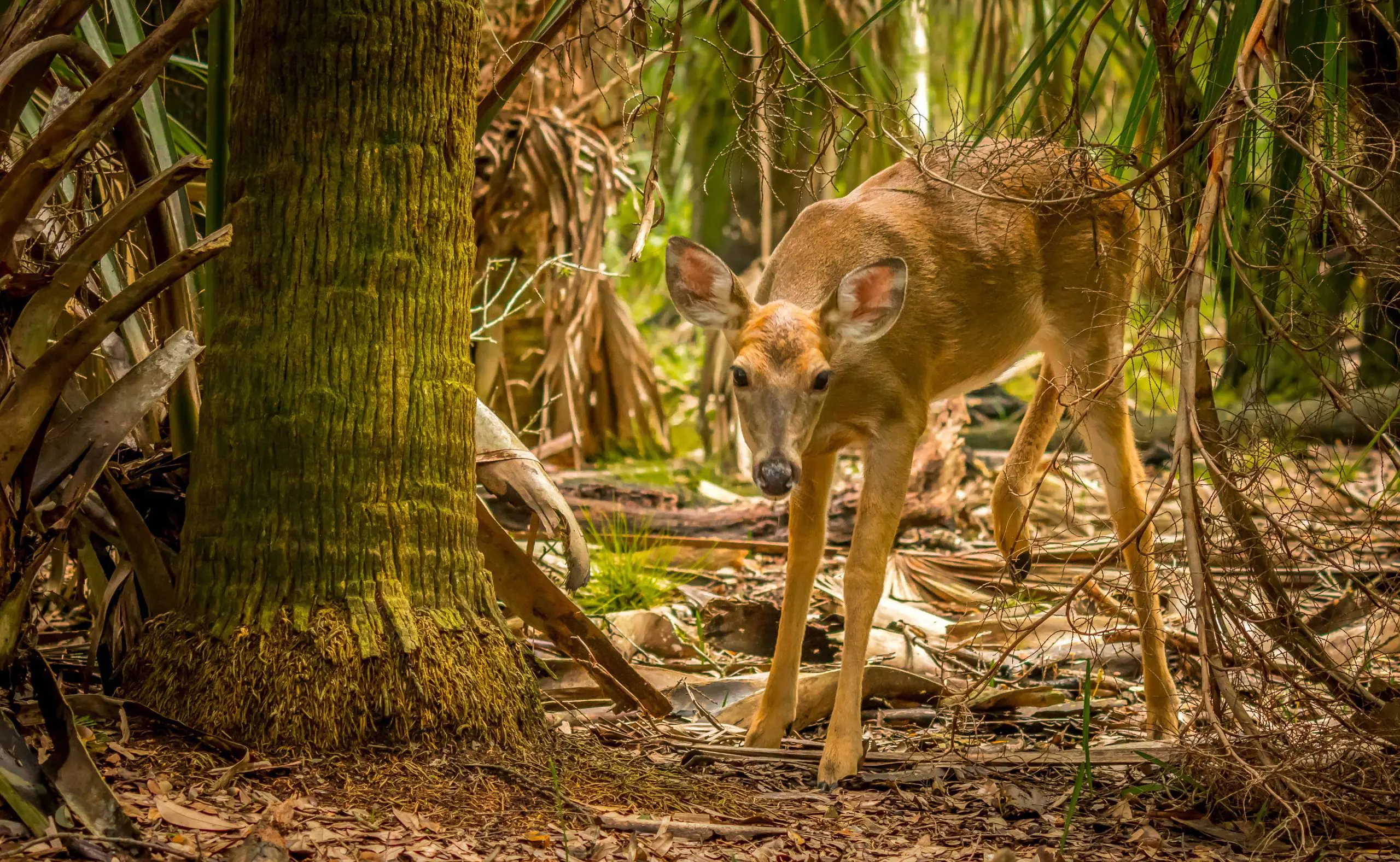 Deer