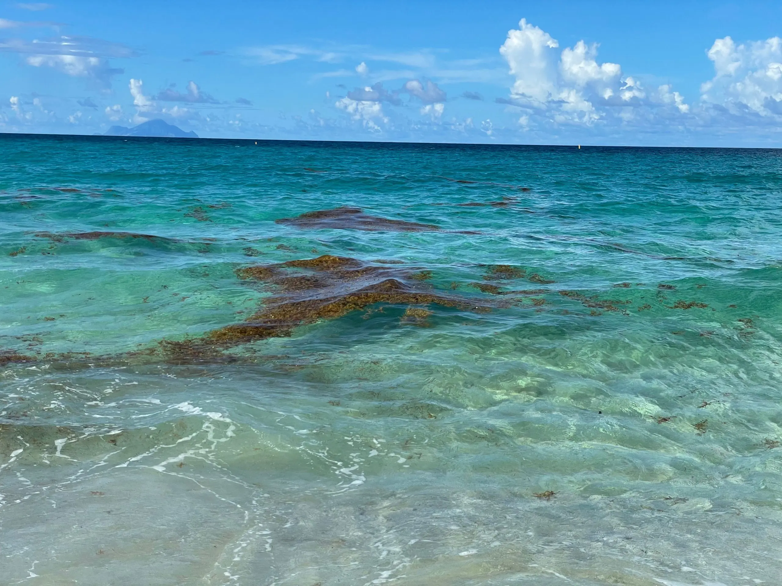 sargassum