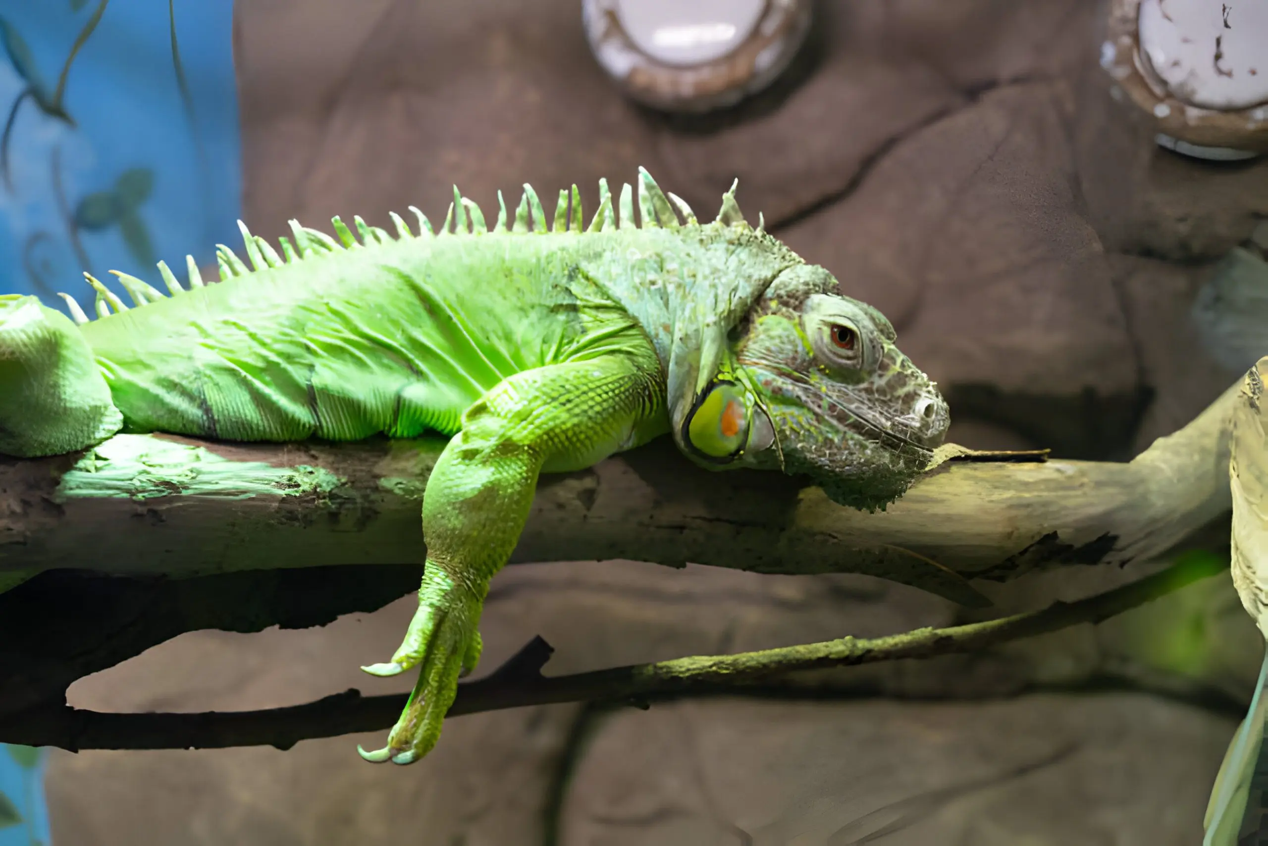 What You Need to Know About South Florida's Iguanas