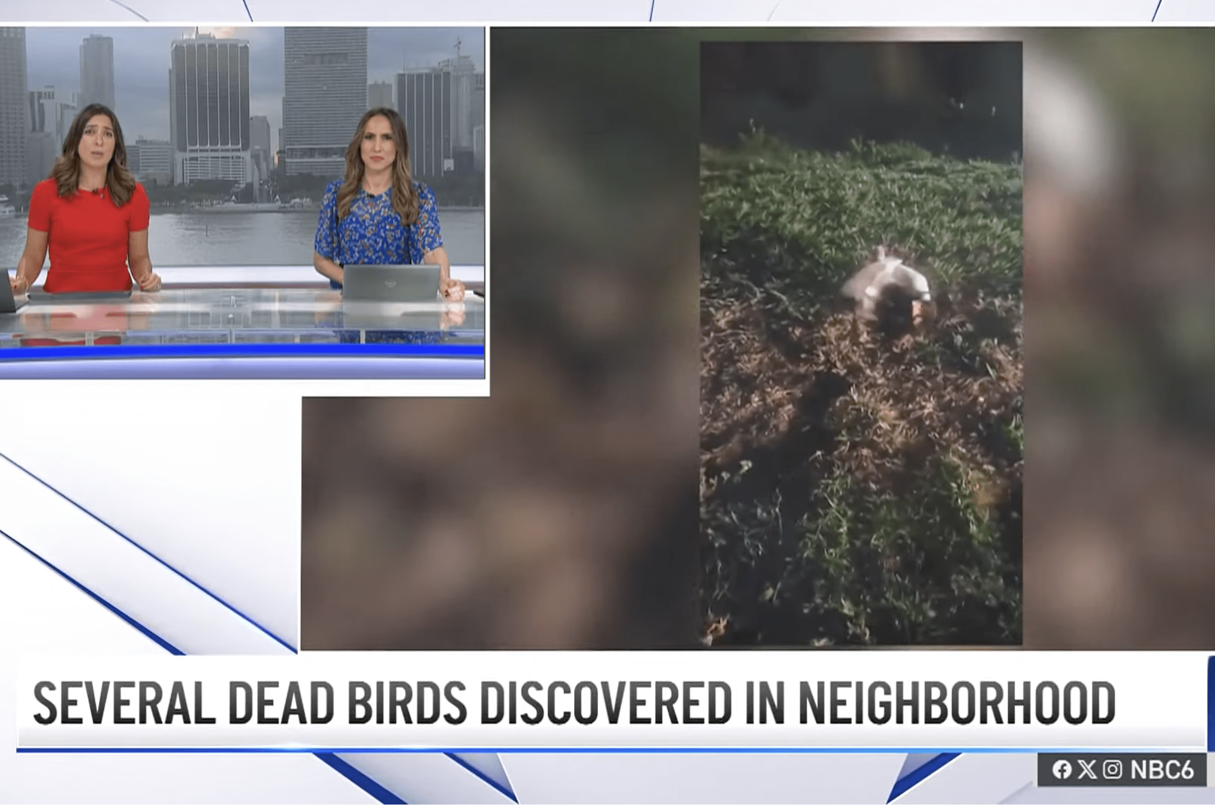 Cooper City Geese Killers