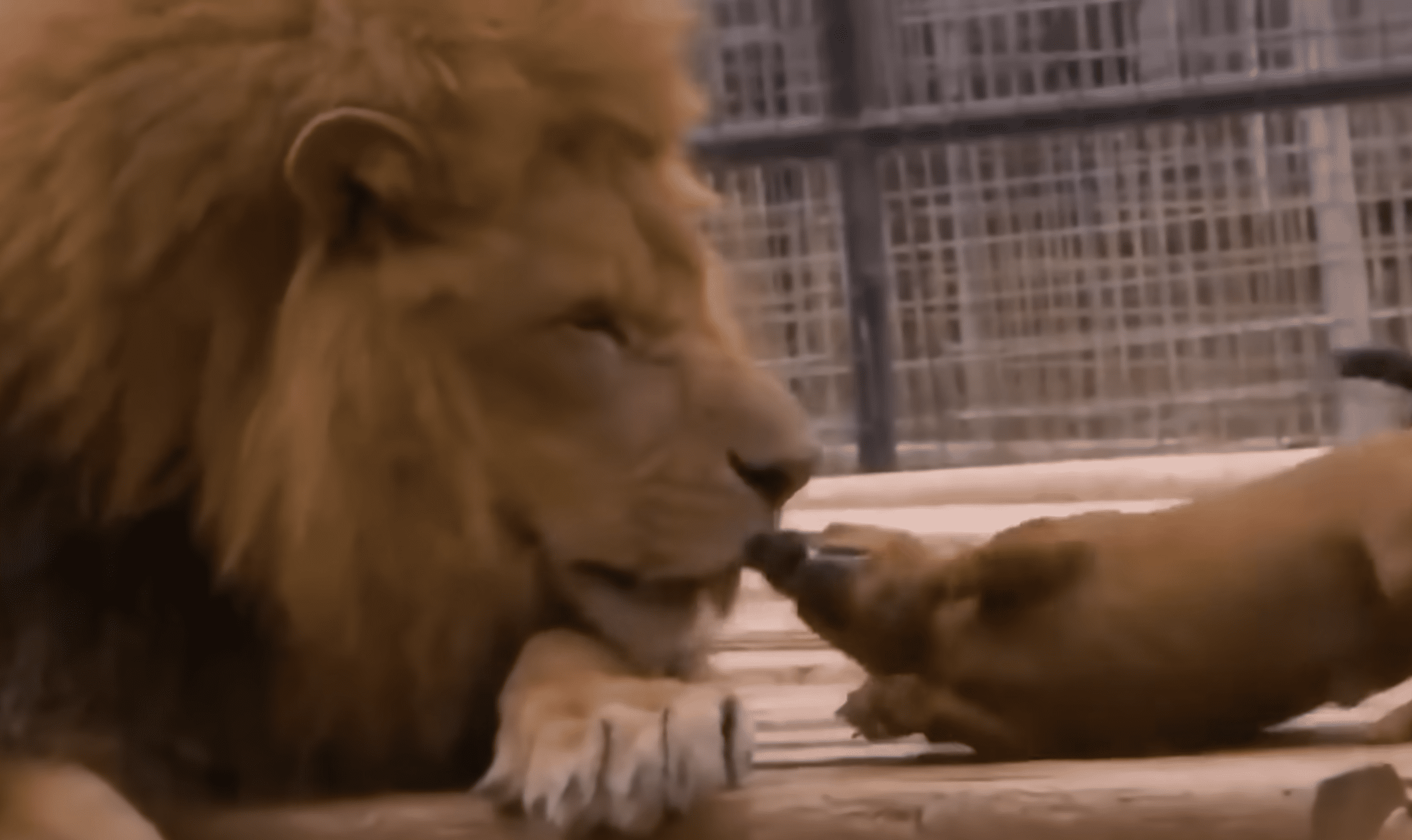 lion and wiener dog