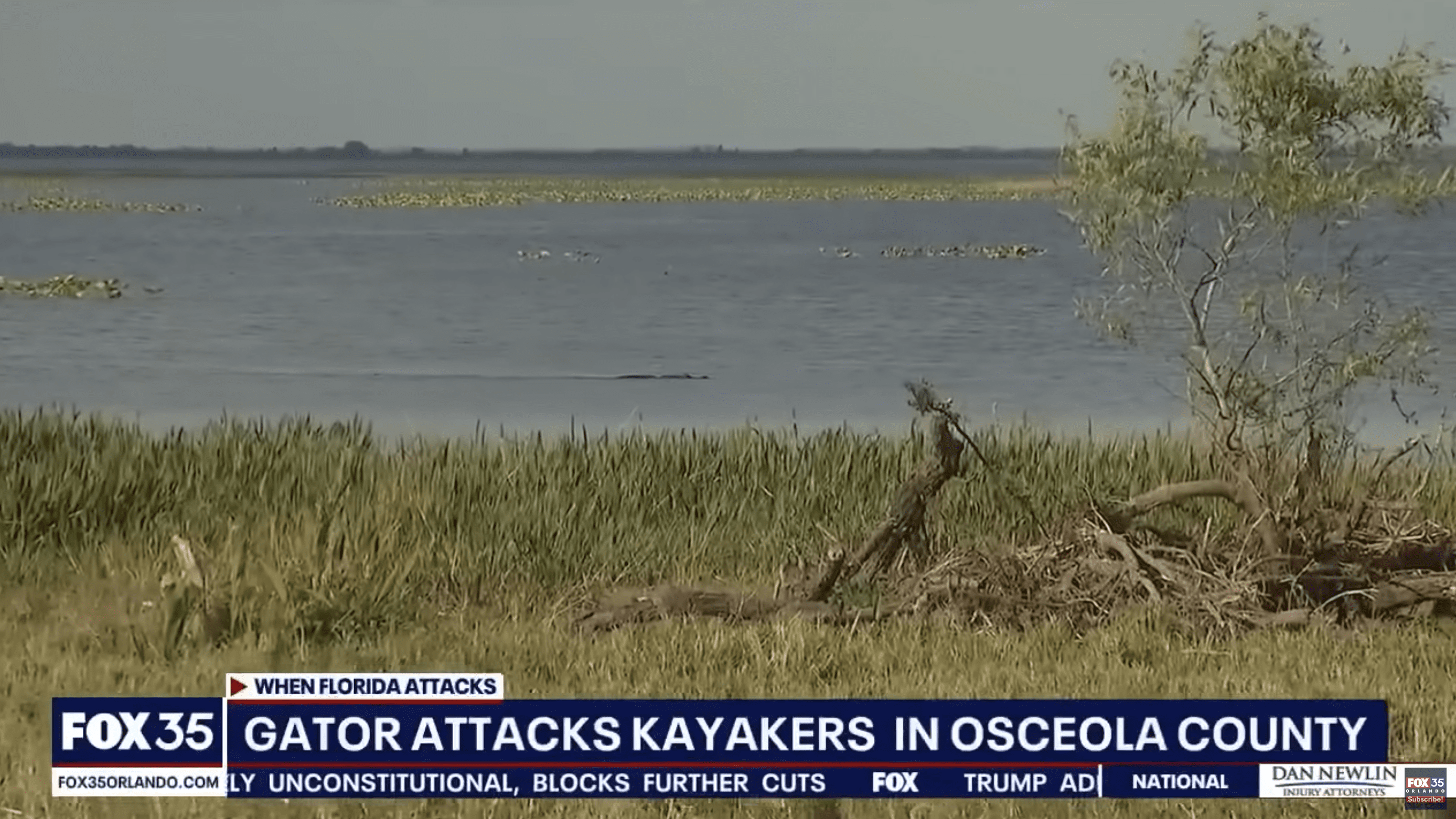 alligator attack in florida