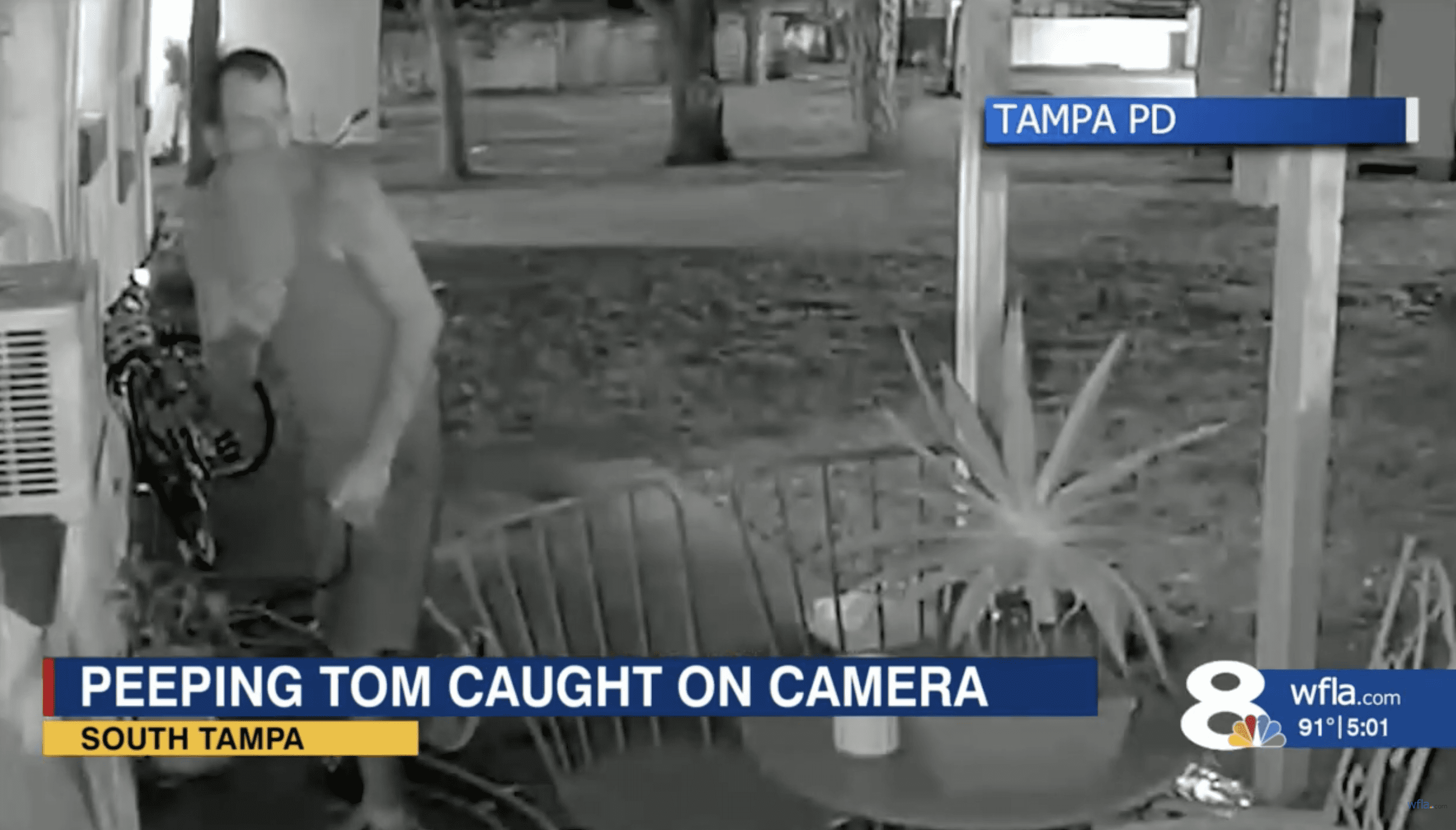 South Tampa Peeping Tom