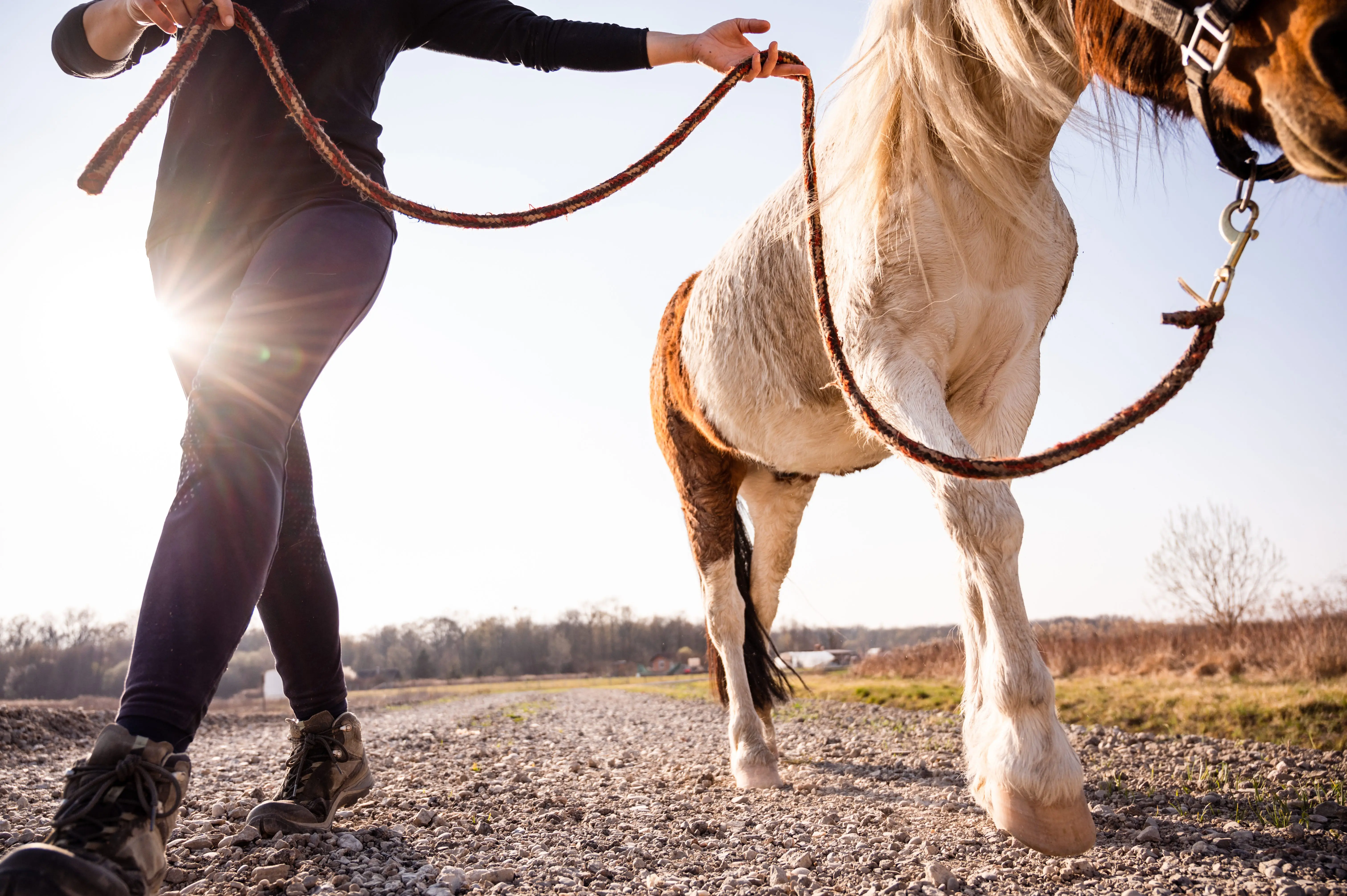The Life of a Horse Training Legend: Peter Easterby | SFL Media