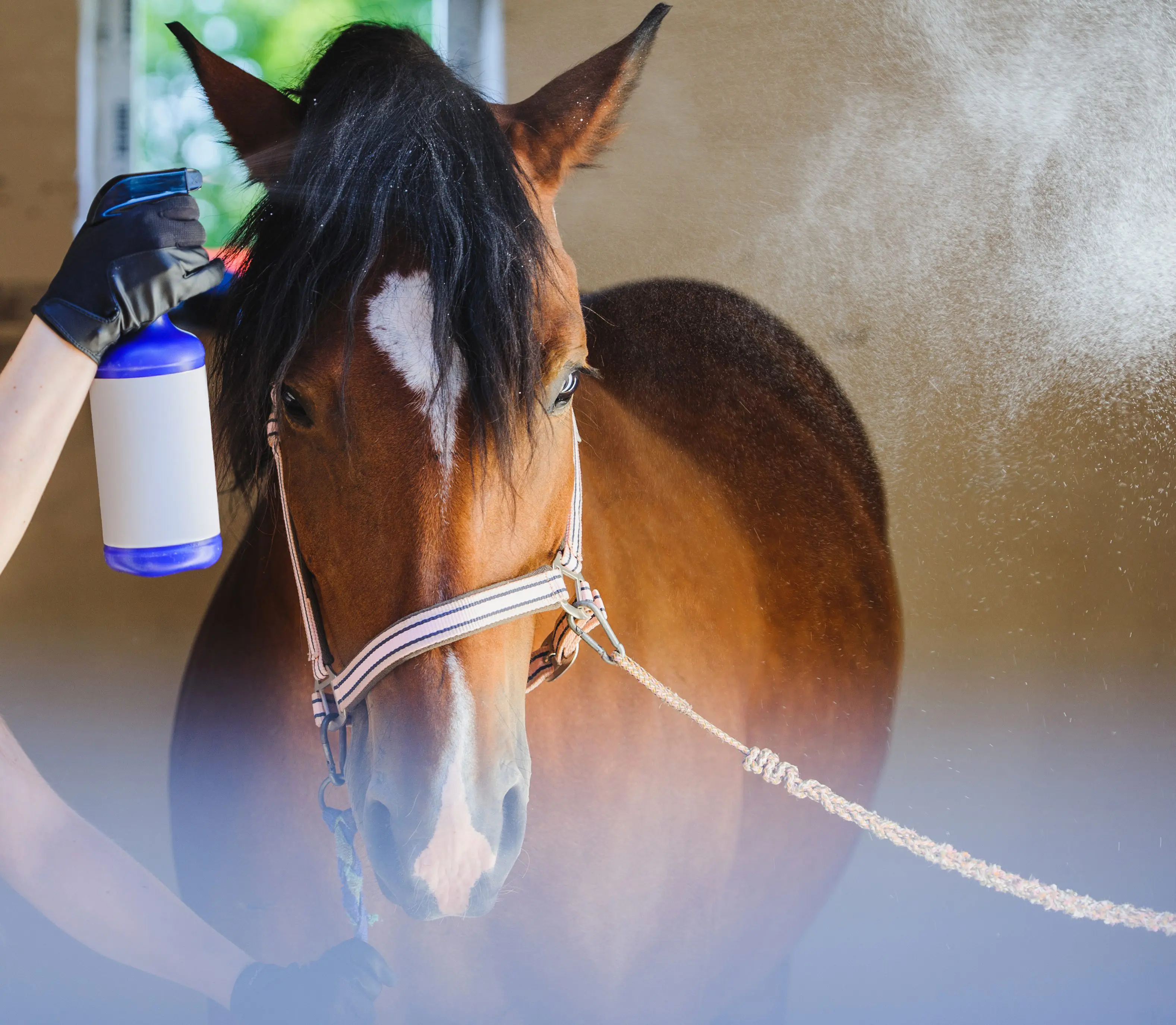 The Life of a Horse Training Legend: Peter Easterby | SFL Media