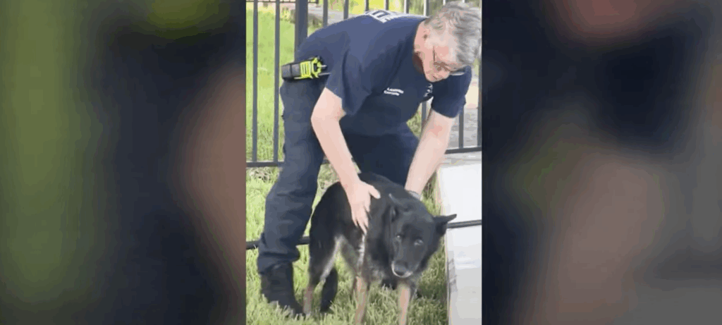 rescue German shepherd from Fort Lauderdale canal