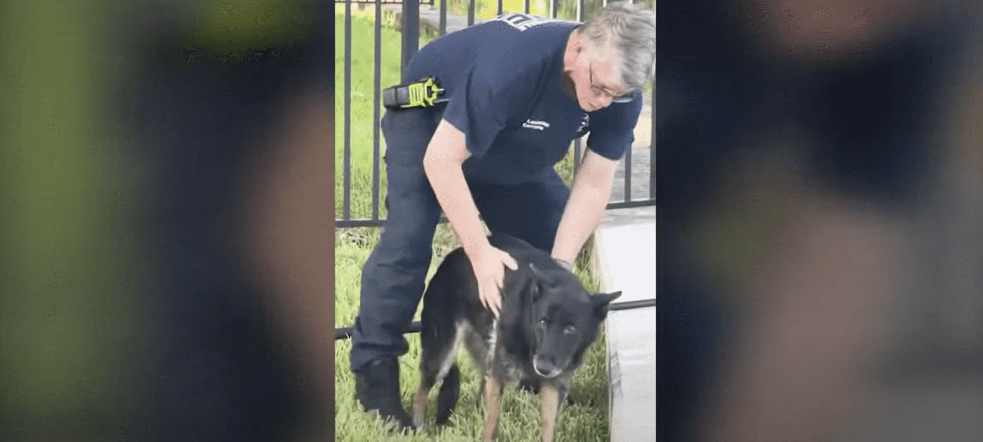 rescue German shepherd from Fort Lauderdale canal