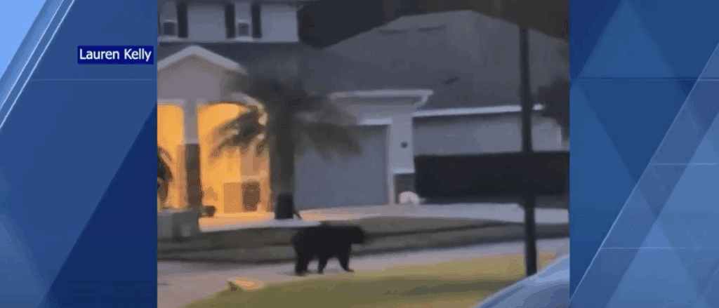 Bear roaming through Volusia County neighborhood