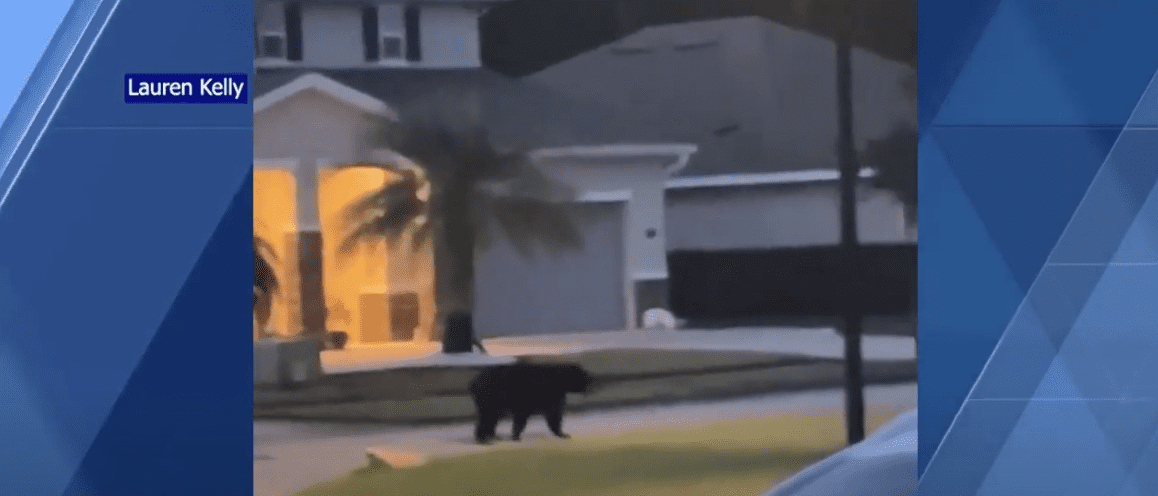 Bear roaming through Volusia County neighborhood