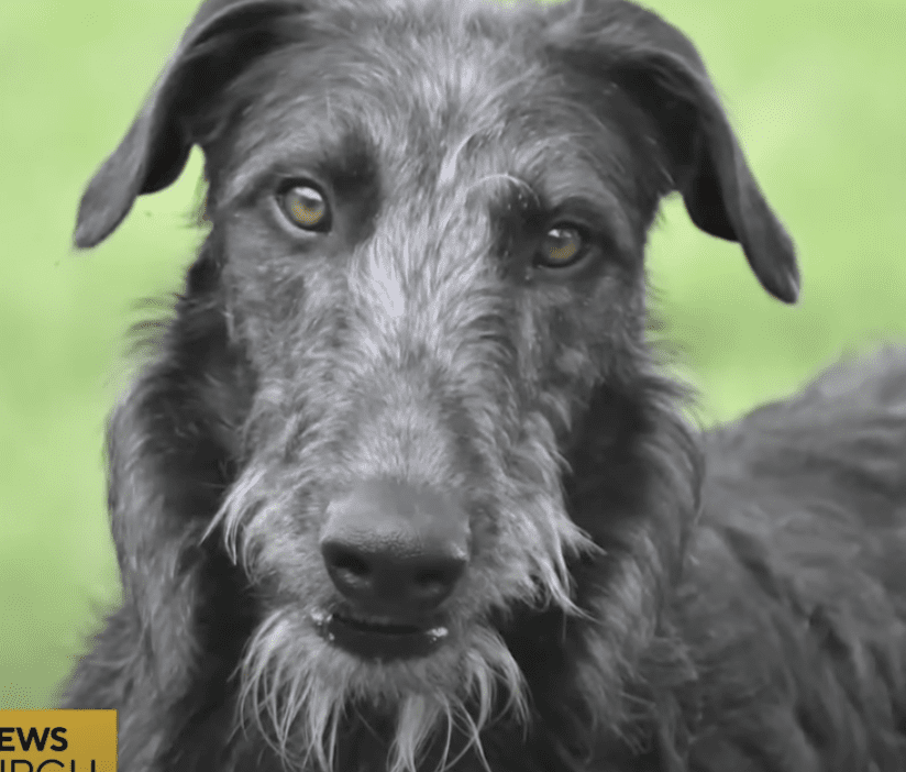 Dog dies after eating new shipment of food
