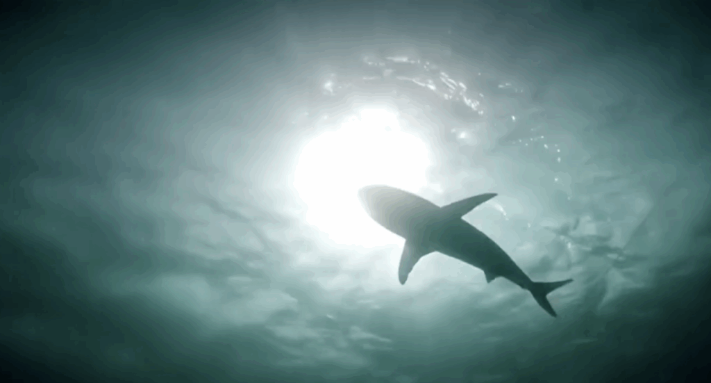 Boy airlifted to Miami hospital shark bite