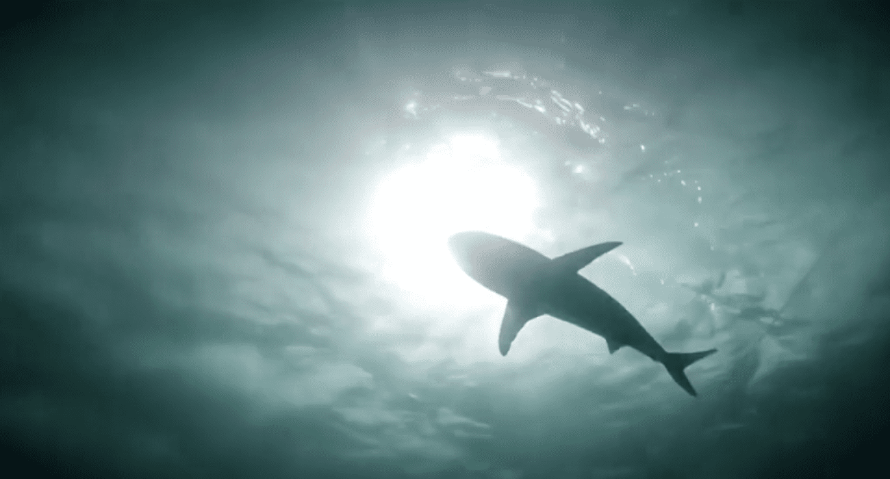 Boy airlifted to Miami hospital shark bite