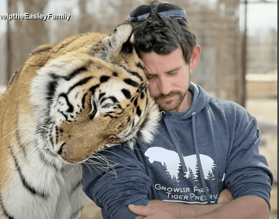 Tiger handler mauled to death