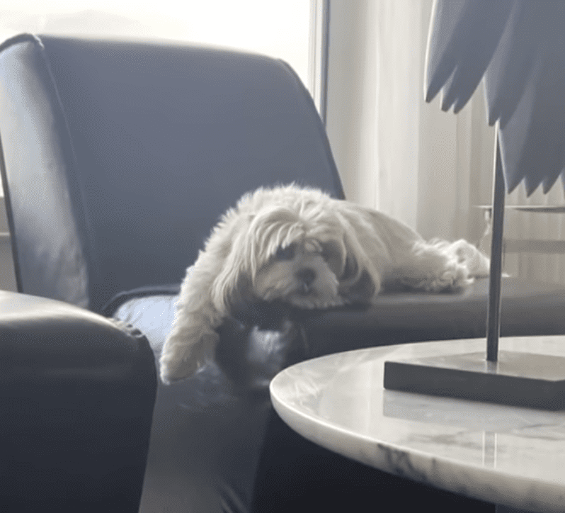 Pet owner shares nightmare with Rover sitter
