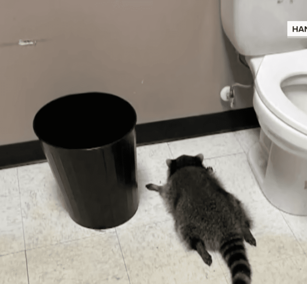 Raccoon Breaks Into Liquor Store