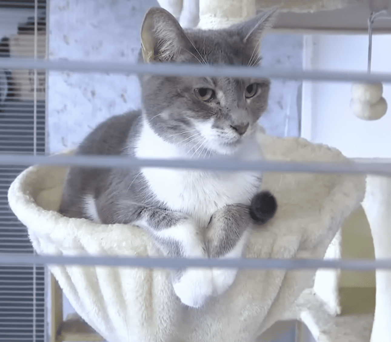 South Florida pet shelter
