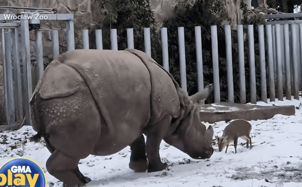 Tiny deer has face off with rhino