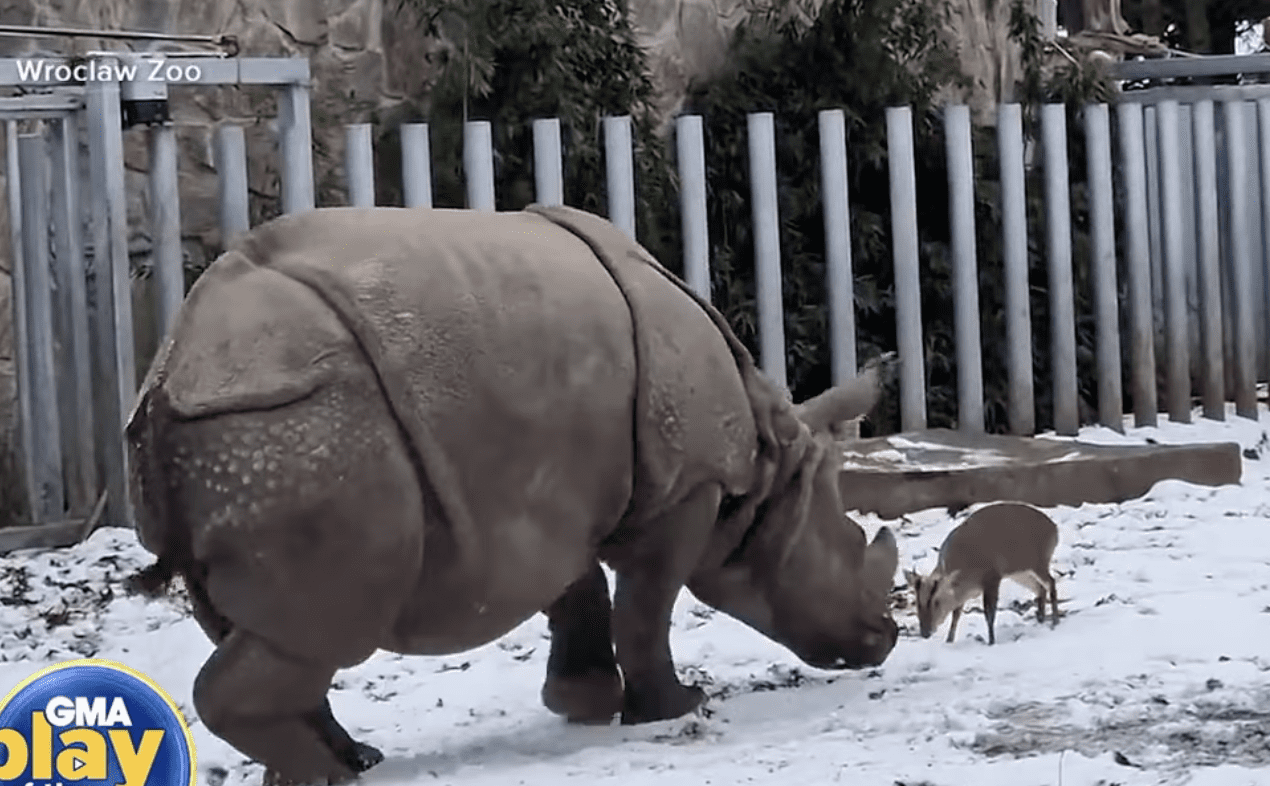 Tiny deer has face off with rhino