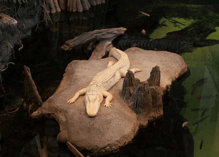 claude albino alligator