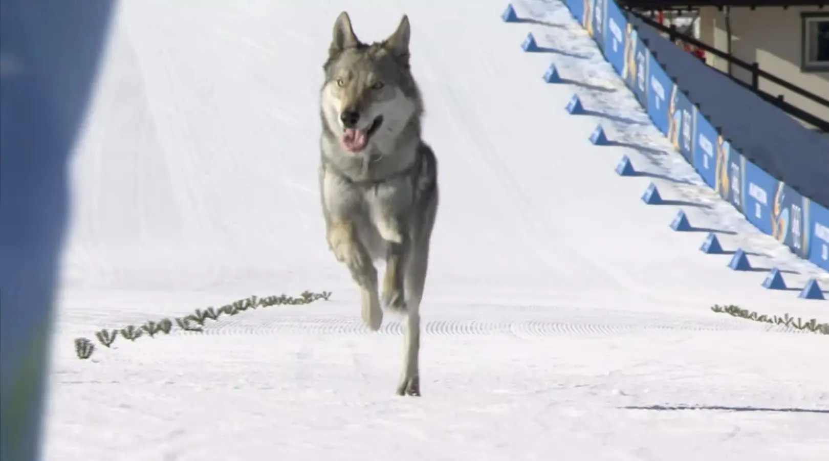 Winter Olympics