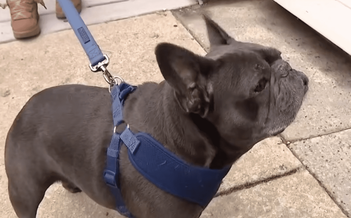 dog's waste to set trap for package thieves