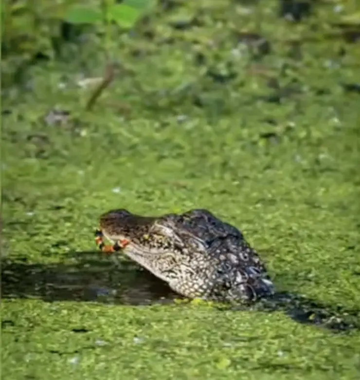 Florida gator eats up venomous coral snake in one bite