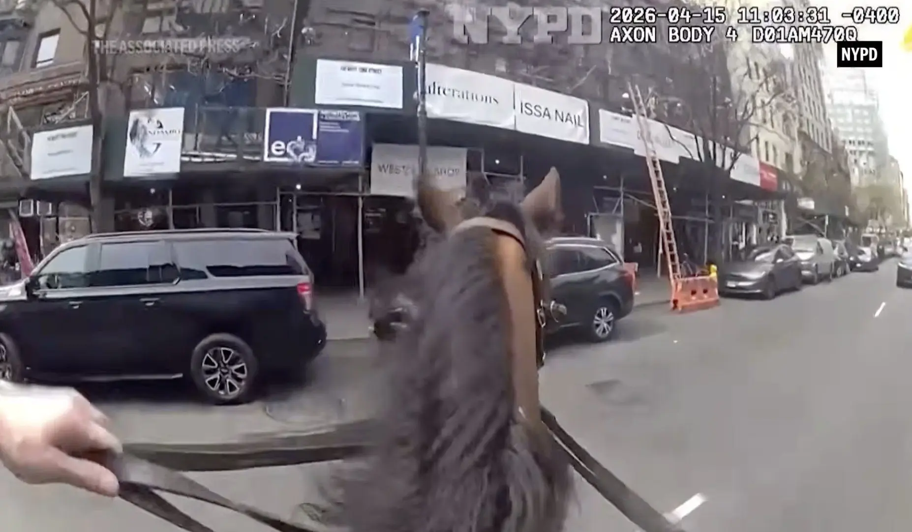 NYPD officer and his horse chase a suspected purse snatcher in Manhattan