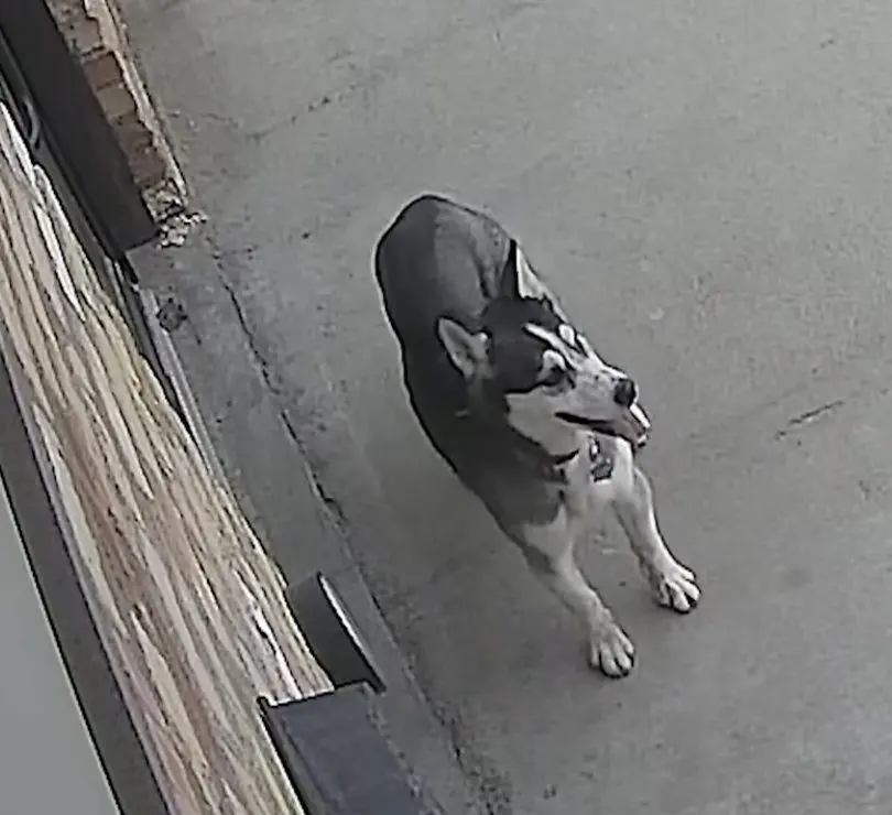 Regina husky goes viral after she takes herself to doggy daycare