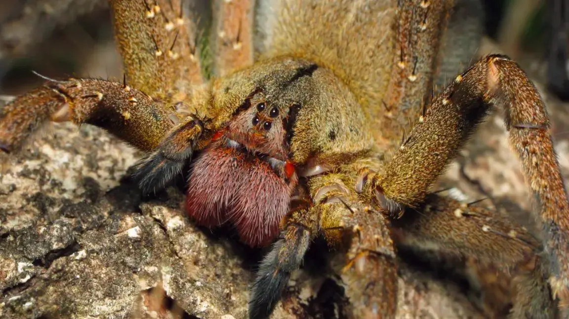 brazilian wandering spider brazilian wandering spider