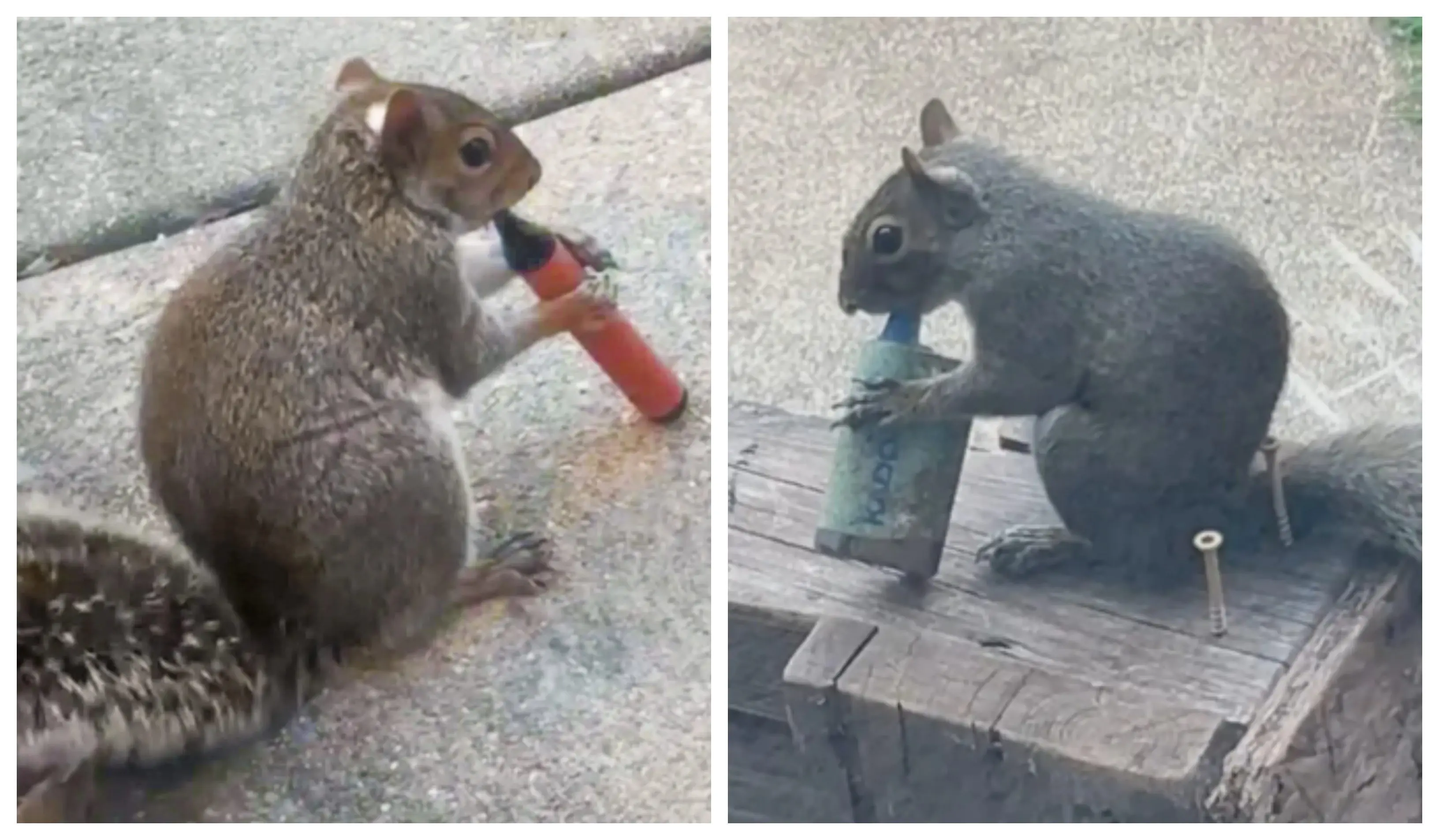 squirrrls