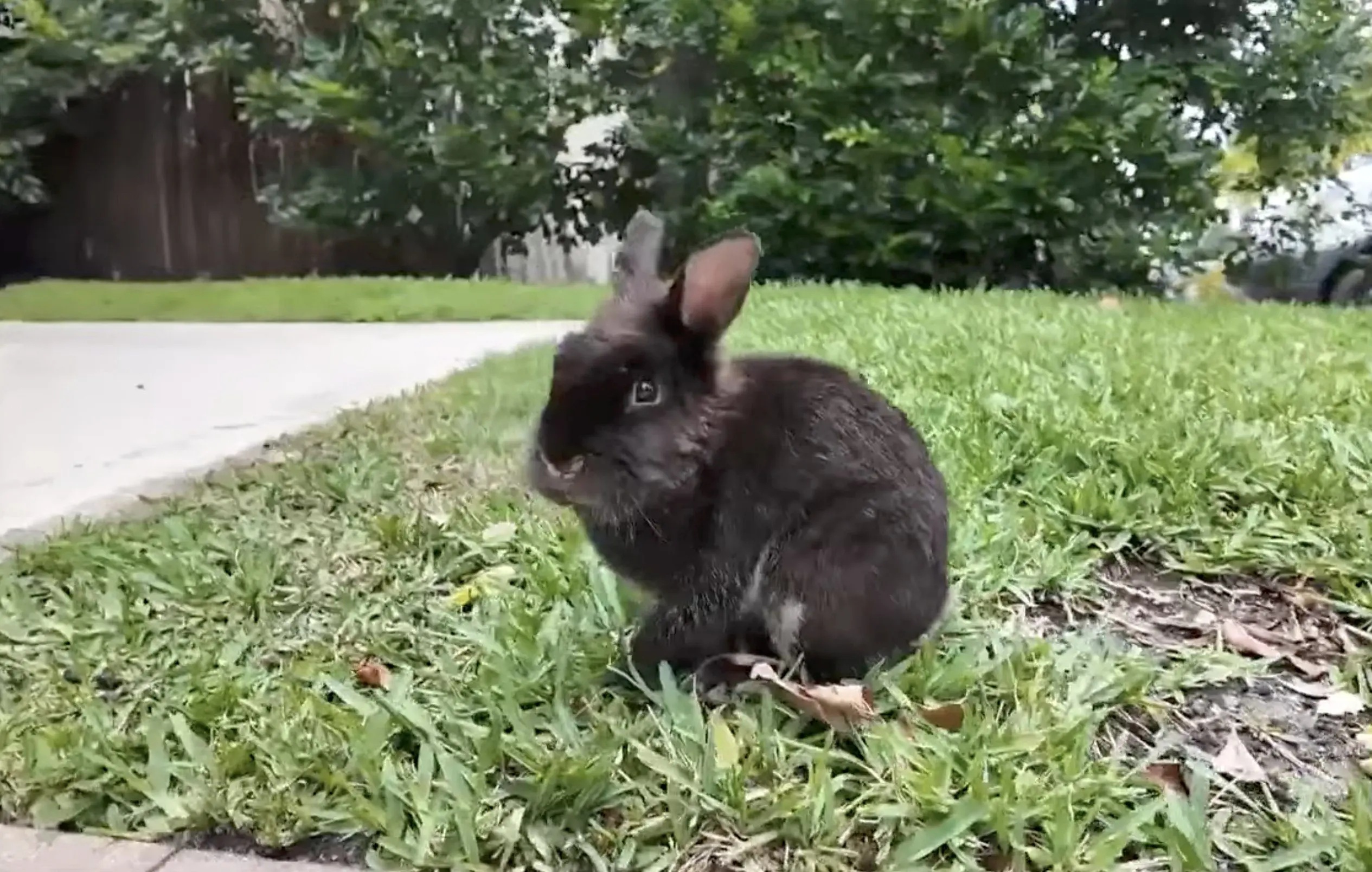 Wilton Manors Rabbits